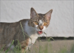 <p>Mia</p>